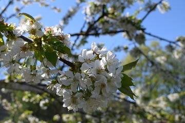 Prunus avium