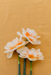 Fototapeta na wymiar Freshly Cut White and Orange Daffodils on Linen