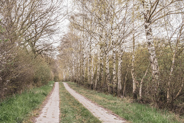 Fototapeta na wymiar forest path is lined with birch trees