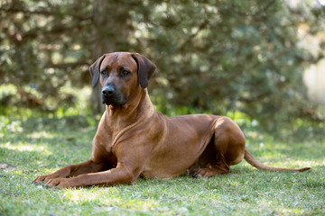 Brown dog Rhodesian Ridgeback lying on green grass 