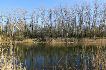 sping day on lake in forest
