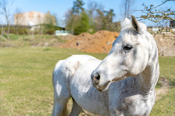 Obraz na płótnie Canvas white horse on pasture on farm in nature