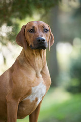 brown dog Rhodesian ridgeback portrait on green background 
