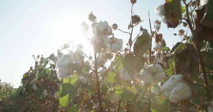 The highest quality cotton, ready to harvest.Cotton field plantation