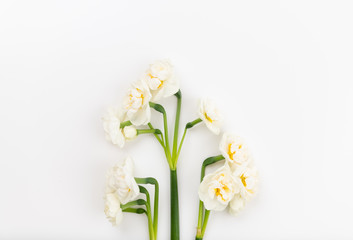 Beautiful Freshly Picked Daffodils on White Background