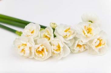 Obraz na płótnie Canvas Beautiful Freshly Picked Daffodils on White Background