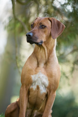 brown dog Rhodesian ridgeback portrait on green background 