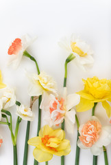 Fototapeta na wymiar Beautiful Freshly Picked Daffodils on White Background