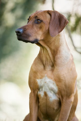 brown dog Rhodesian ridgeback portrait on green background 