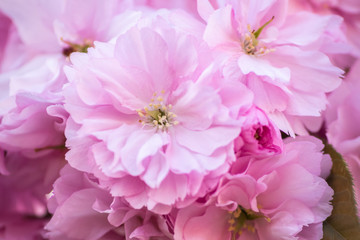 Pretty pink flowers burst into bloom, japanese flowering cherry Prunus serrulata, flowers of fruiting trees, early source of pollen and nectar for bees and other pollinators, copy space photo