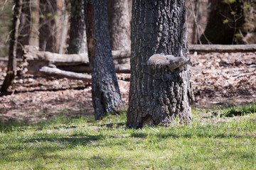 A small gray squirrel on the side of tree.