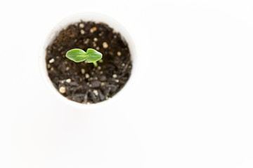 A small cucumber seedling in a white styrofoam cup on a white background shot from overhead.