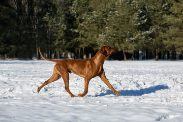 Brown dog Rhodesian Ridgeback jumping and having fun in snow 