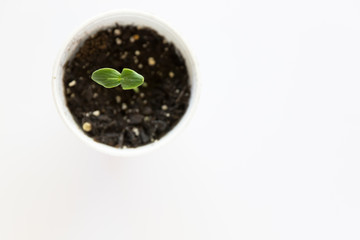 A small cucumber seedling in a white styrofoam cup on a white background shot from overhead.