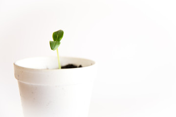 A cucumber seedling in a styrofoam cup on a white background. Seeds are often planted indoors to start them before planting in a garden.