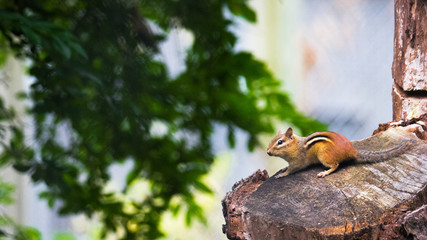 chipmunk on a tree trunk