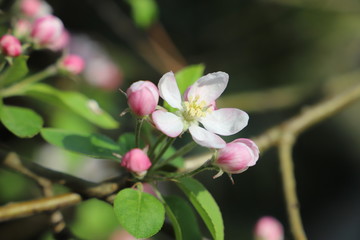 Fototapeta na wymiar paysage de printemps pommier en fleurs