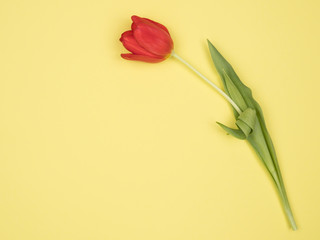 Red Tulip on a yellow background. The view from the top.