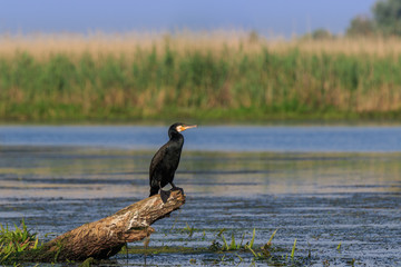 cormorant in a tree