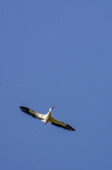 Cigogne dans le ciel