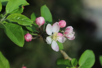 Obraz premium paysage de printemps pommier en fleurs