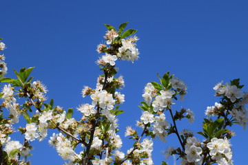 Prunus avium