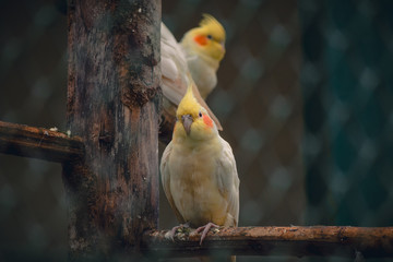 parrot on a branch