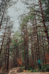 Nordic pine forest in evening light. Short depth-of-field.
