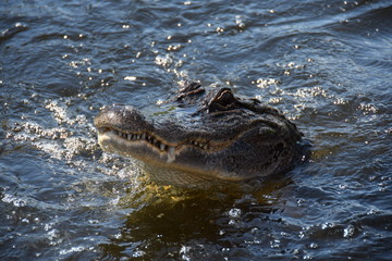Swamp Gator
