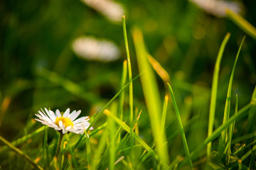 Daisy flowers facing the sun, bright sunny capture of grass and flowers in warm colours, little daisies growing up from grass, white flowers and blurred green grass