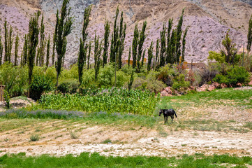 Landscape with a horse near Pumamarca in northwest Argentina