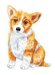 Welsh Corgi Pembrock. Portrait of a dog.