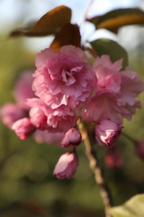 paysage de printemps cerisier du japon en  fleurs