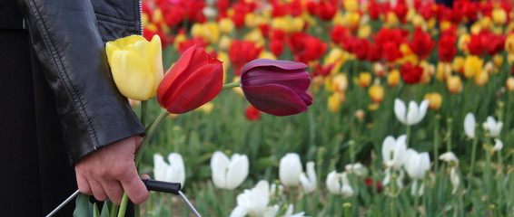 Ragazza in un campo di tulipani colorati nella campagna in Olanda
