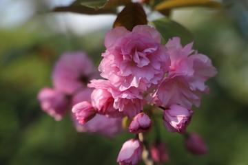 Fototapeta premium paysage de printemps cerisier du japon en fleurs