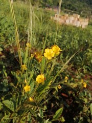 yellow flowers in the garden