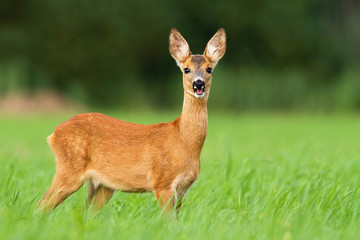 Adorable roe deer, capreolus capreolus, chewing and standing in tall green grass on a vivid pasture. Curios female mammal smiling in summer nature. Seasonal wildlife scenery with juvenile herbivore.