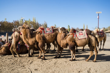 Camel Herd Tour