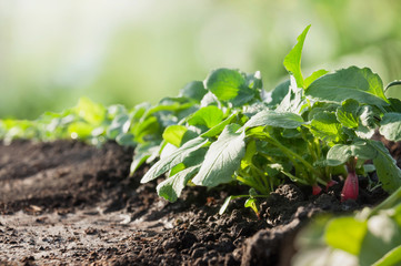 A row of young radish sprouts with leaves and small fruits. Agricultural field with vegetables.