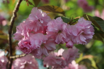 paysage de printemps cerisier du japon en  fleurs