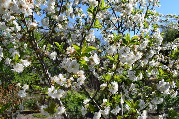 Prunus avium