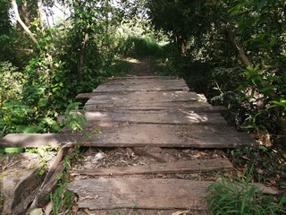 wooden path in the forest