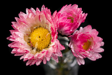 Wet little daisy in a glass vase. Beautiful small flowers picked in the home garden.