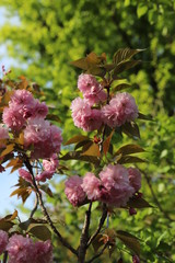 paysage de printemps cerisier du japon en  fleurs