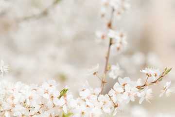 Cherry blossom in spring for background or copy space for text