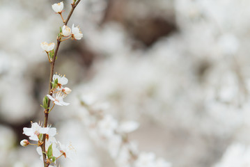 Cherry blossom in spring for background or copy space for text