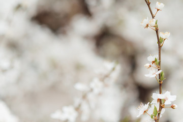 White cherry blossoms in spring sun with tender bokeh