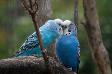 Fotografia de ave, amor, cotorra azul, naturaleza
