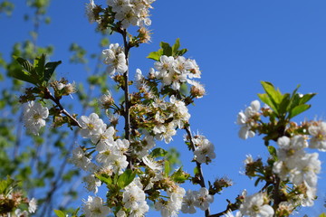 Prunus avium