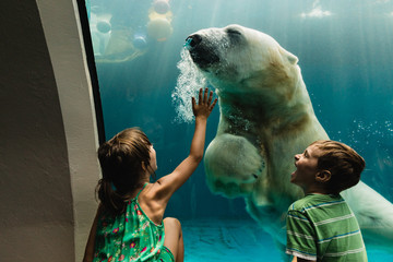 swimming polar bear in the zoo, with kids laughing and playing with the bear, reaching out for him - obrazy, fototapety, plakaty